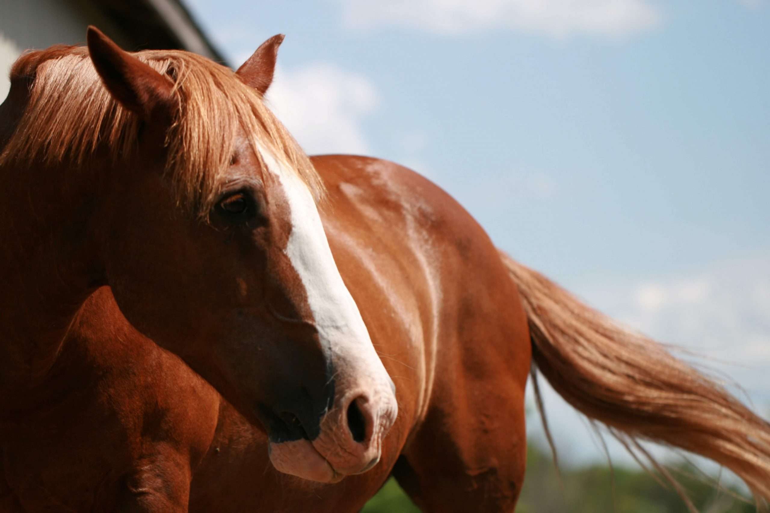 Read more about the article Why horses evolved to sacrifice themselves
