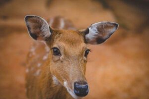 Read more about the article Deers may help prevent wildfires in California